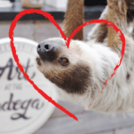 Xena the Sloth’s Valentine Party  (and her zoo friends too!)